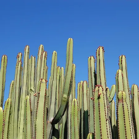 Kaiman 3 By Villagrancanaria *